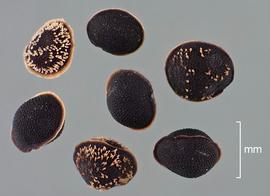   Seeds:   Spergula arvensis , some seeds with club-shaped papillae; Photo by D. Walters and C. Southwick, Table Grape Weed Disseminule ID
